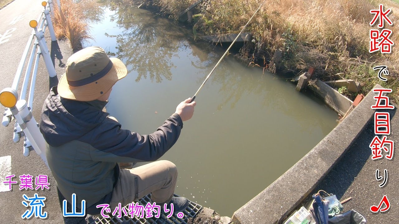 初めての水路で五目釣り♪ 6尺短竿は面白い～♪ 千葉県 流山で小物釣り。