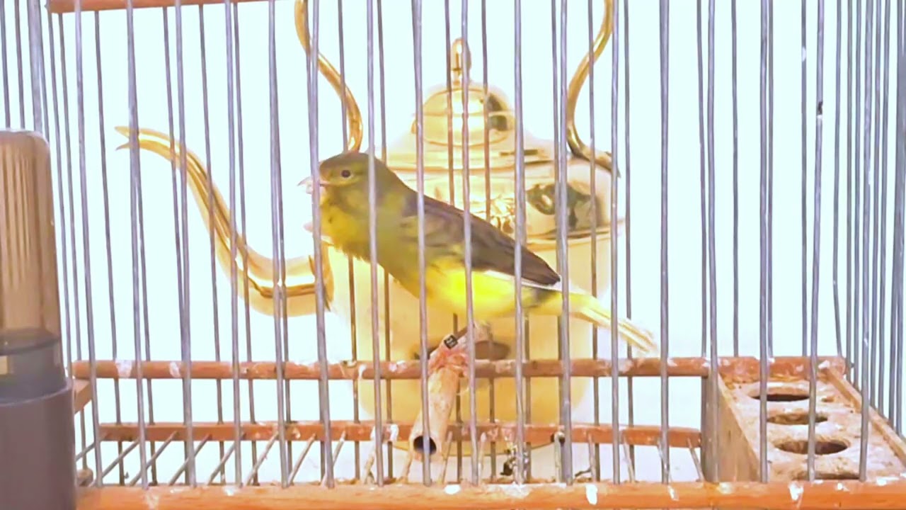The Best Spanish Timbrado Canary Singing