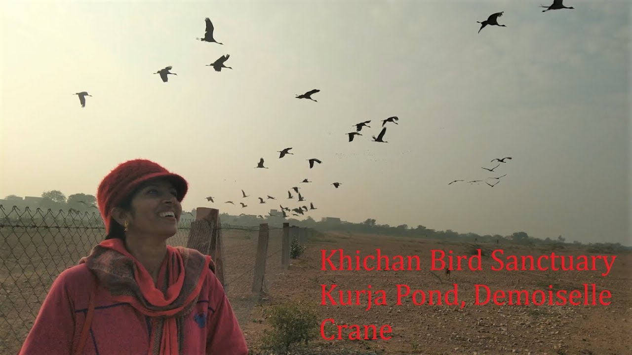 Khichan Village | Demoiselle Crane | Kurja Pond Tour | Khichan Bird Sanctuary
