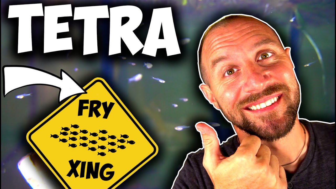 EASY Tetra Breeding Tank Setup - Moving HUNDREDS of Fish Fry!