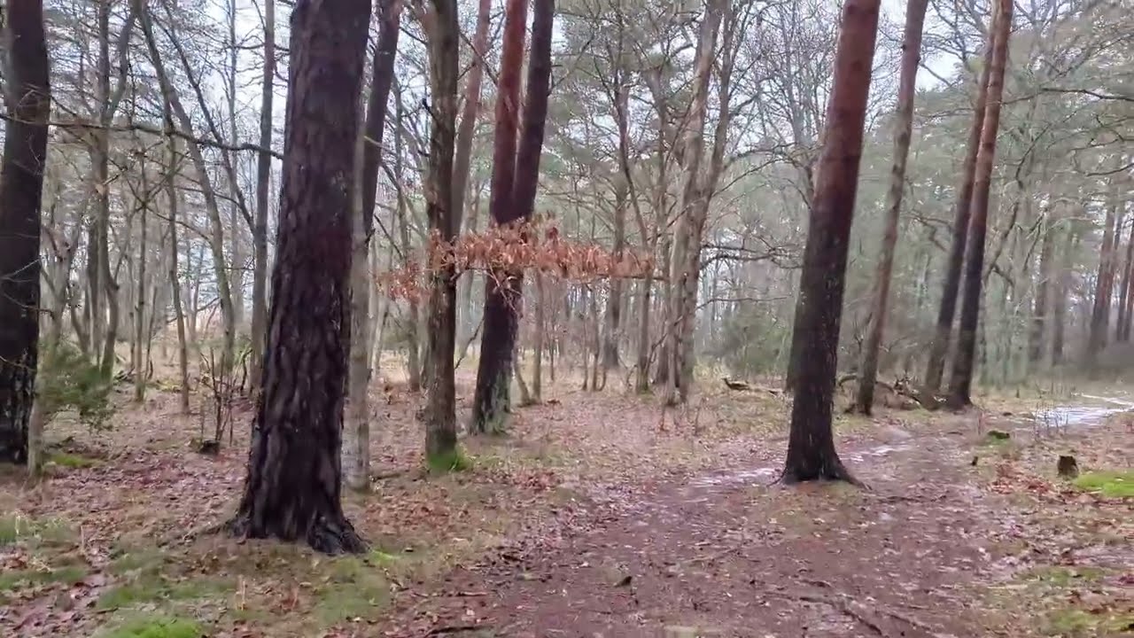 Quiet Nature Walk in Svinö, Kalmar, Sweden | 4K