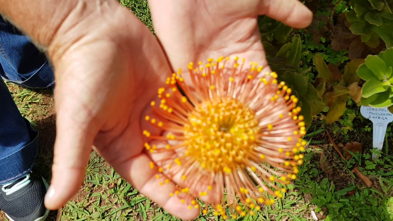Palheiro Gardens, jardim na Madeira, Protea