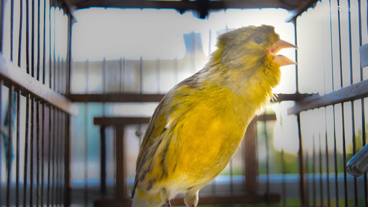Spanish Timbrado Canary with beautiful haircut -Powerful Canary 's song for Training