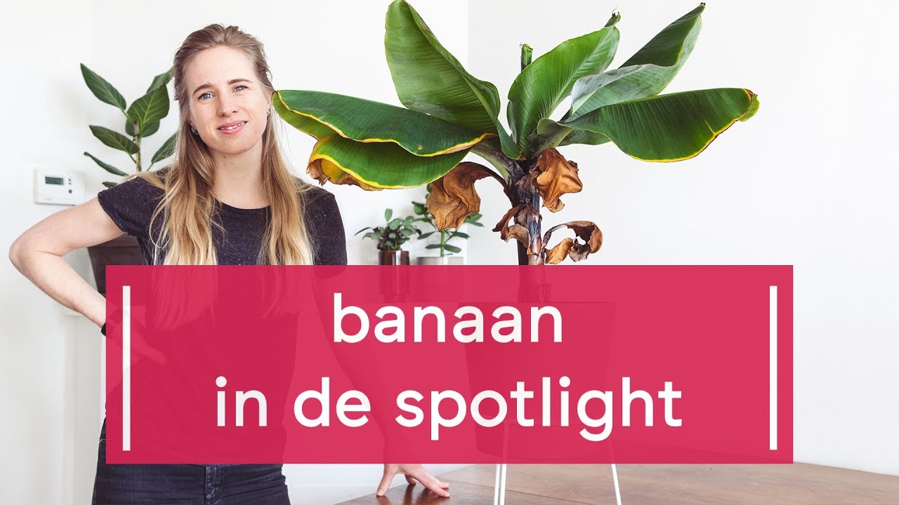 Plant Spotlight: Banaan update!