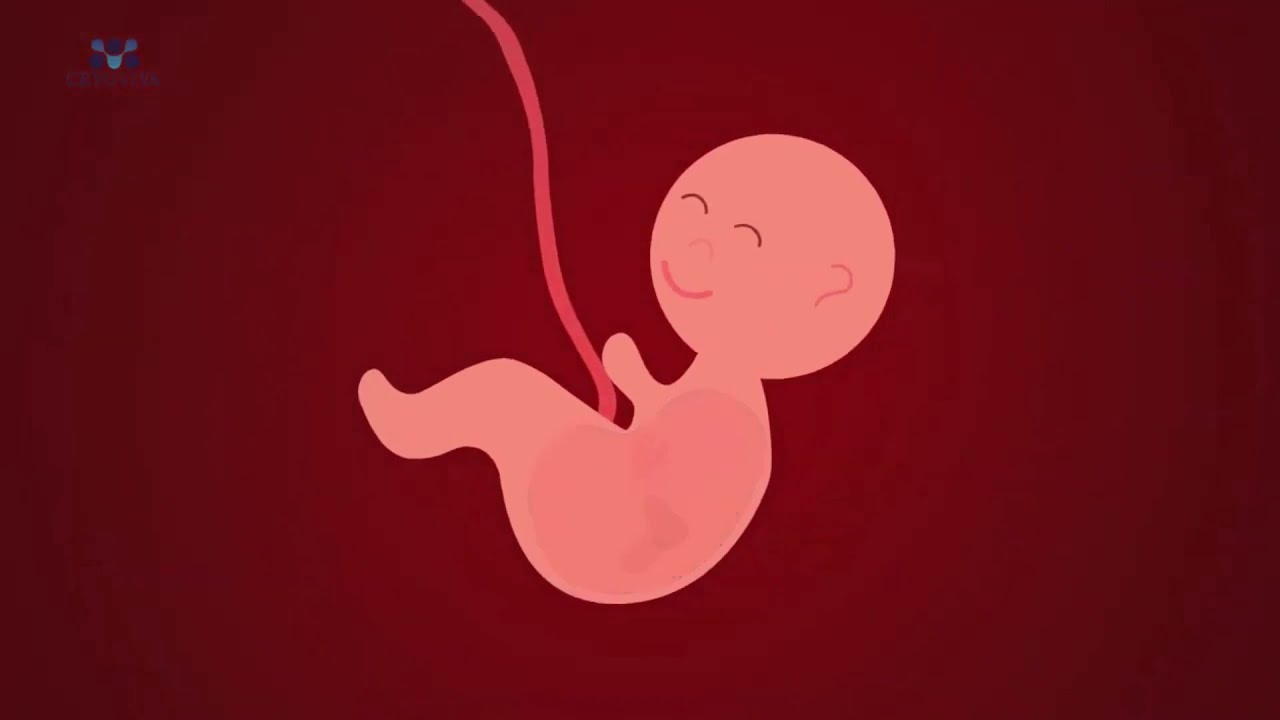 Cord Blood Collection Process