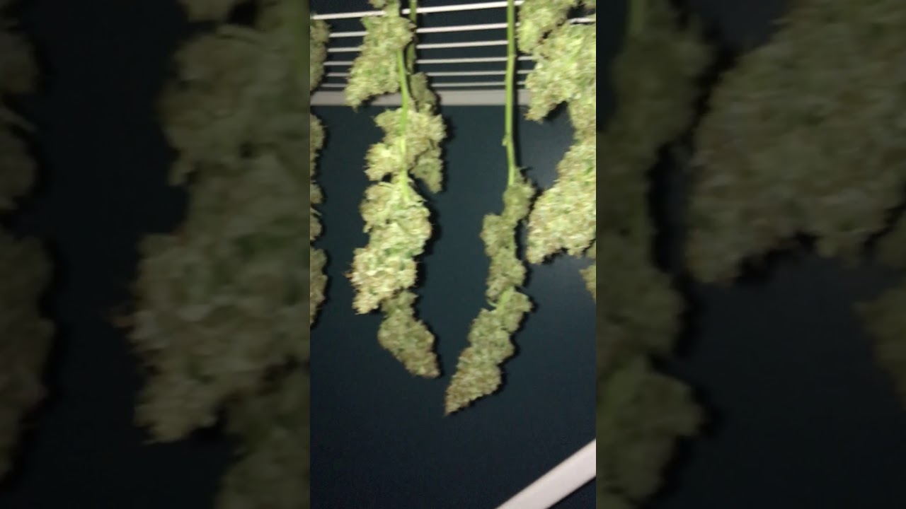 Drying Jack Herer auto aug 2017