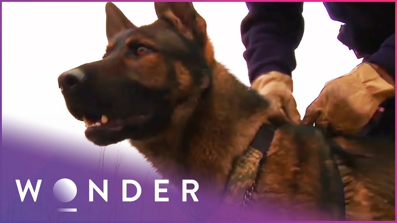 How Search Dogs Are Trained To Find People |  K9 Mounties  S1 EP2 | Wonder
