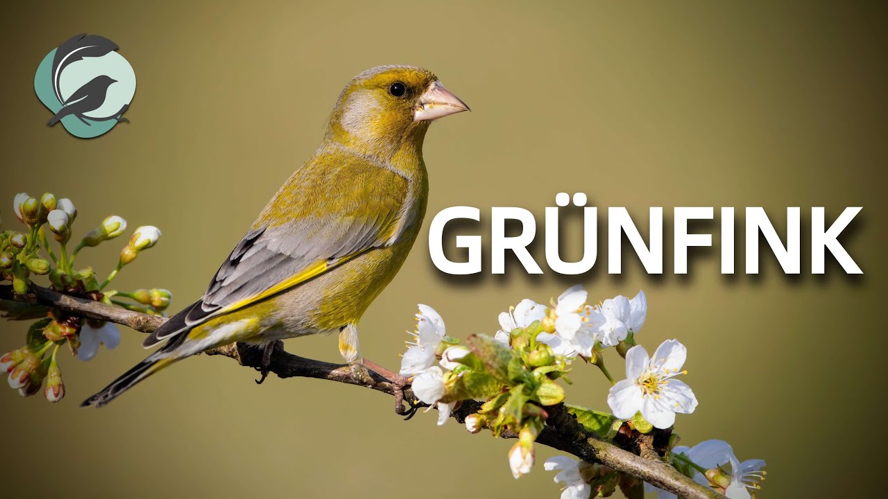 GR&Uuml;NFINK 💮Zwitscherportrait💮 kleinfein -- Vogelstimmen - Vogelportrait - Steckbrief
