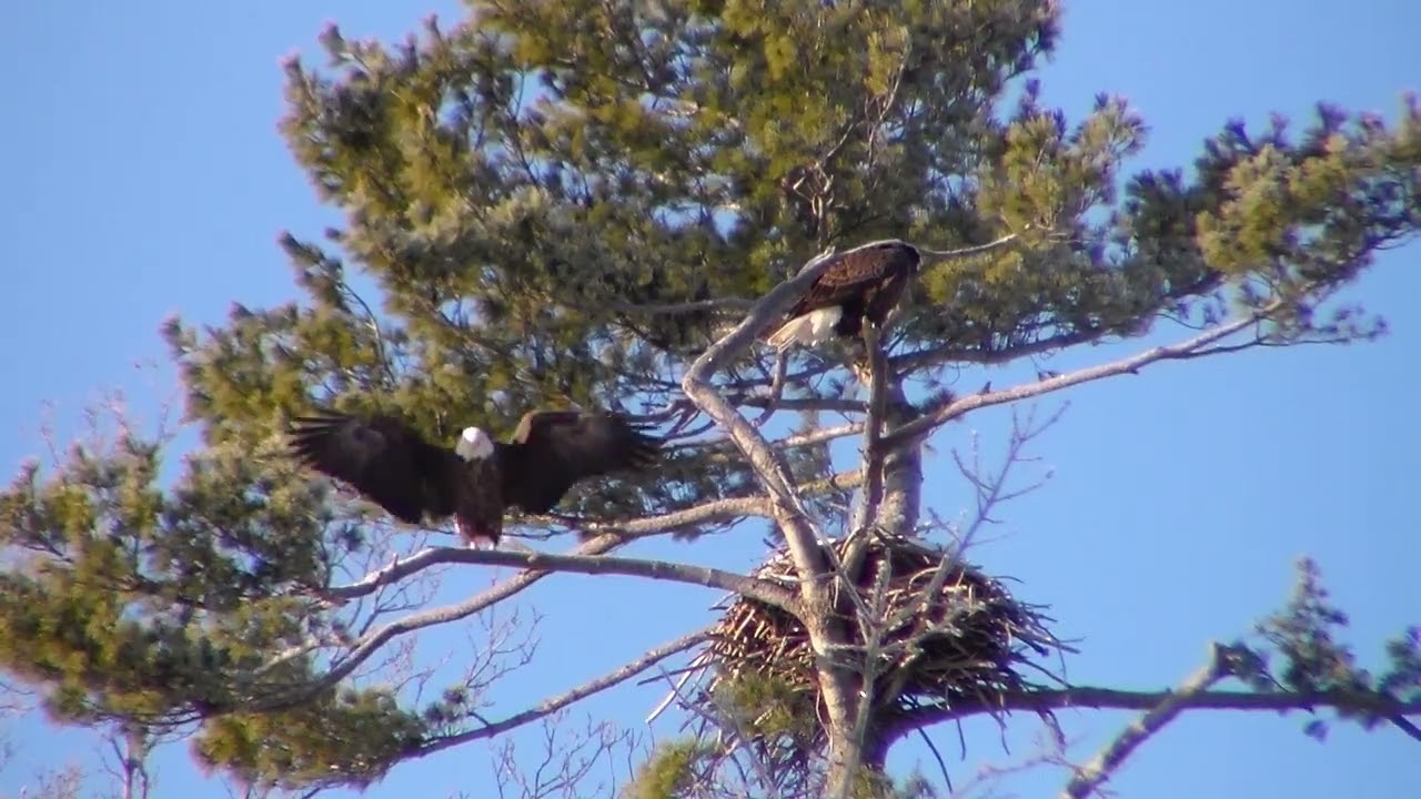 Nith River Eagles