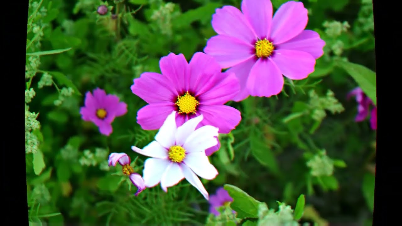 2026-02-13春暖農莊黃昏花