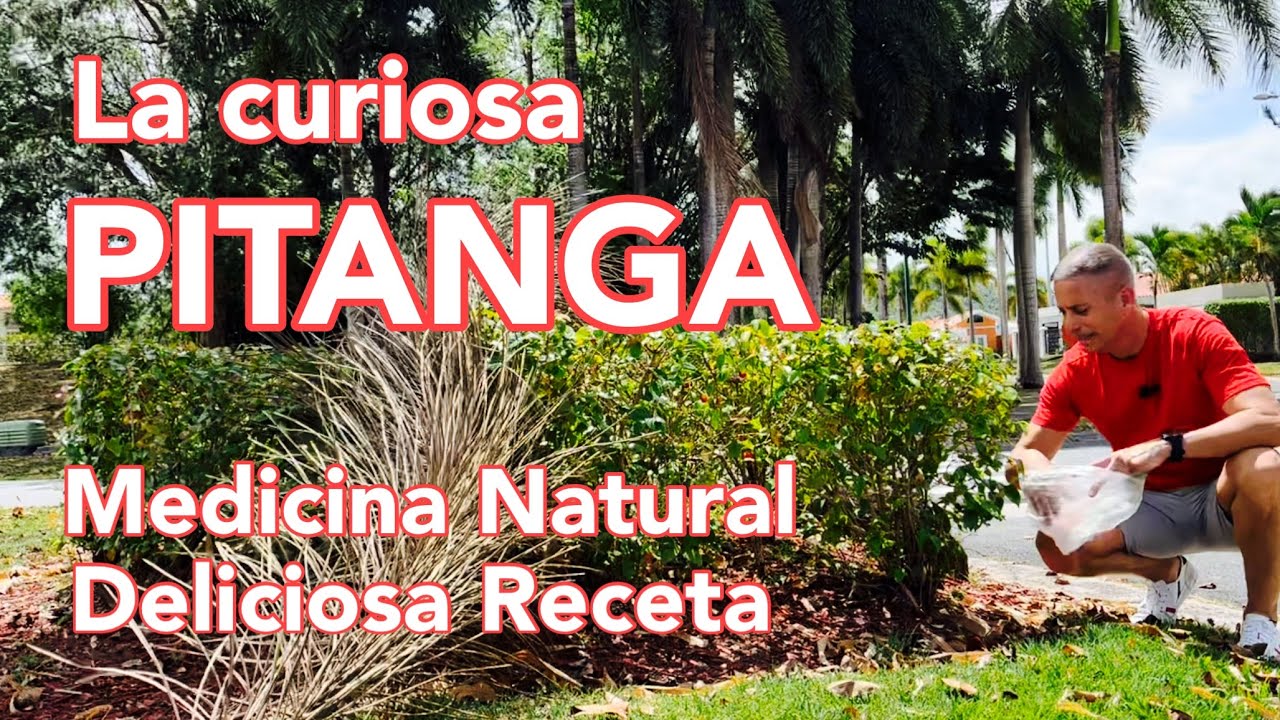La “Pitanga” y sus Efectos Medicinales y Nutricionales #REDReivindicandoHierbasSilvestres
