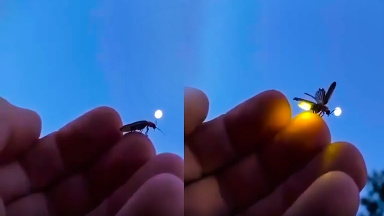 Fireflies, also known as lightning bugs, produce a cold light with no infrared..