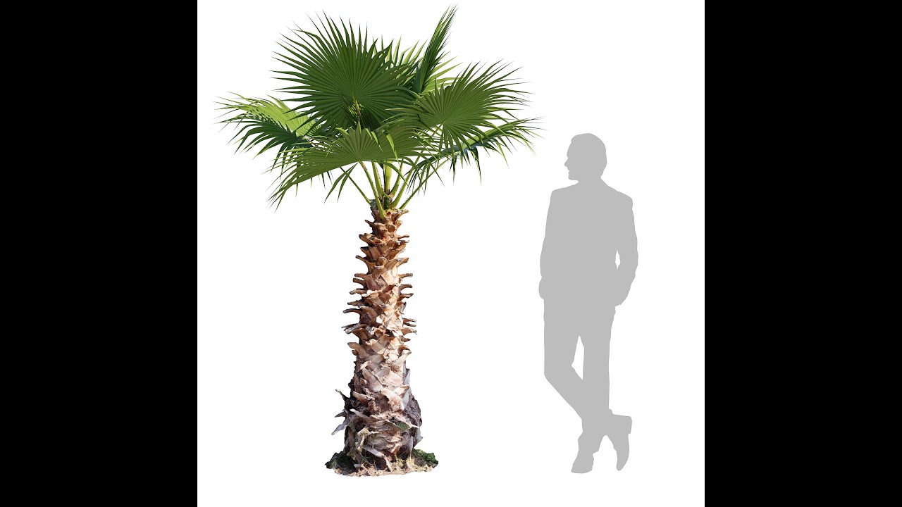Washingtonia Robusta Palm Tree 3D Model