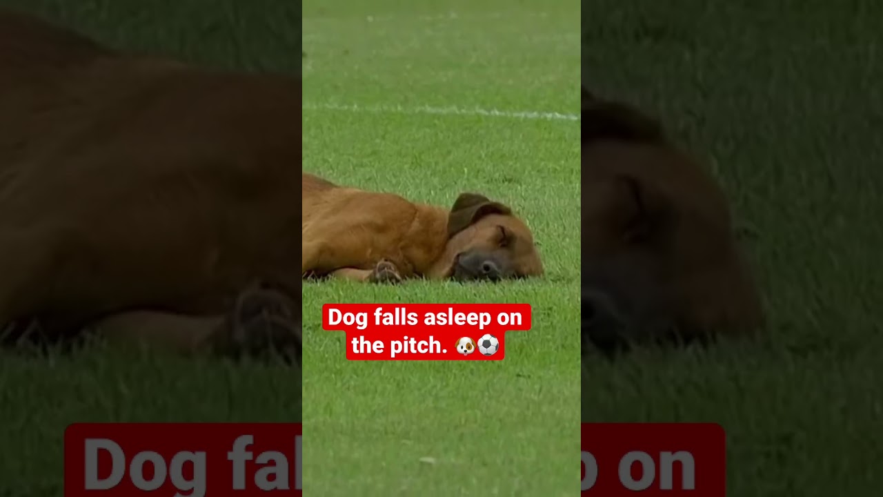 Dog Falls Asleep on the Pitch During a Match #shorts