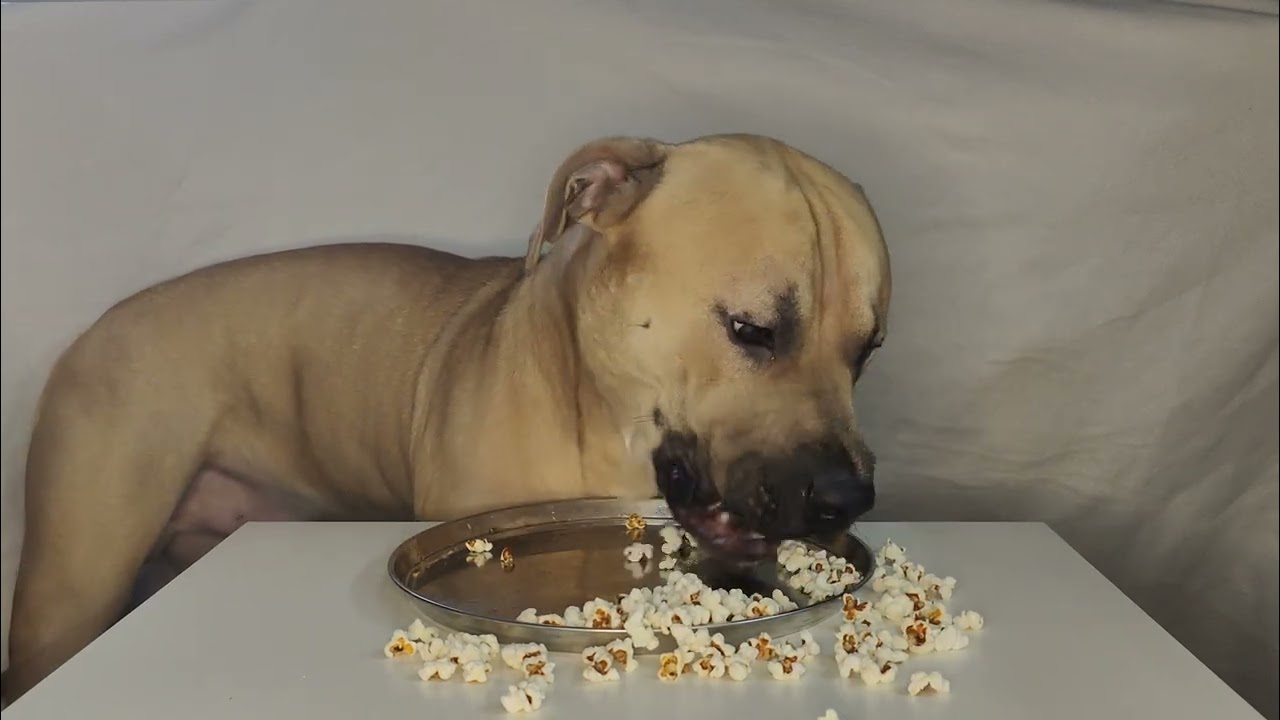 He's Never Tried This Before... 🍿 Atlas ASMR