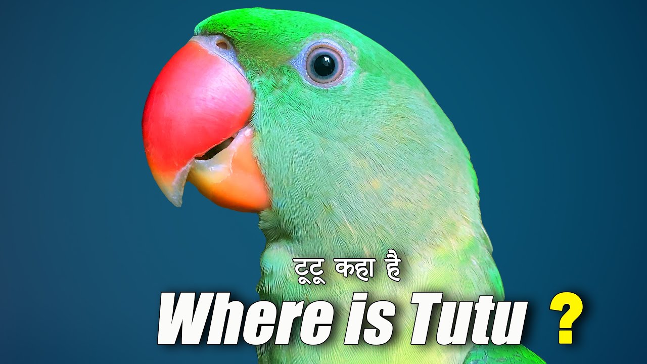 Tutu Kaha Hain || Where is Tutu? Tutu's last video