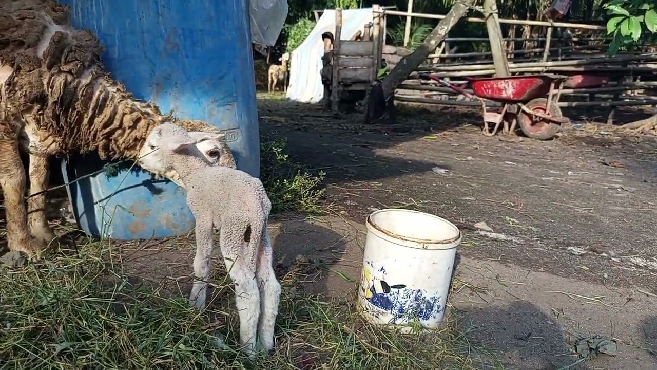 Kasih pakan kambing 