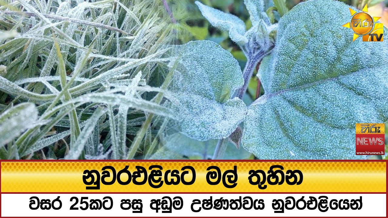 නුවරඑළියට මල් තුහින - වසර 25කට පසු අඩුම උෂ්ණත්වය නුවරඑළියෙන් - Hiru News
