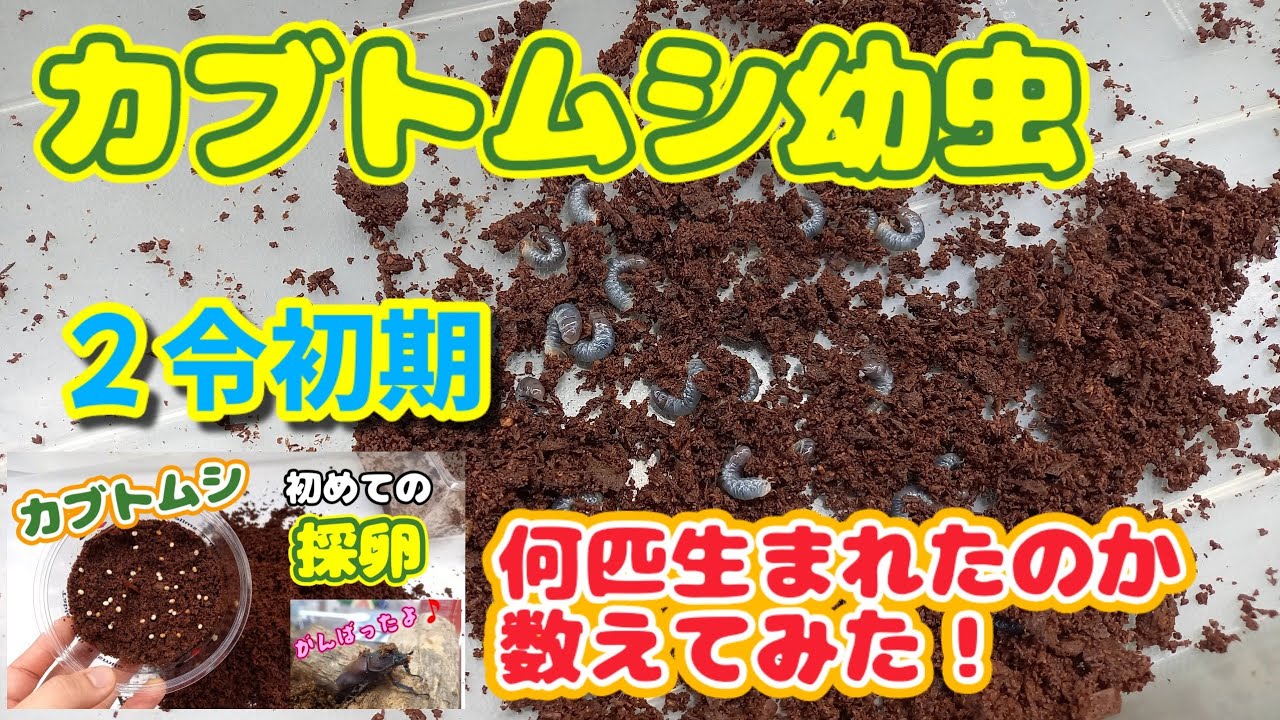 初めてのカブトムシ飼育４　カブトムシ幼虫ニ令！！いっぱい生まれてました♪