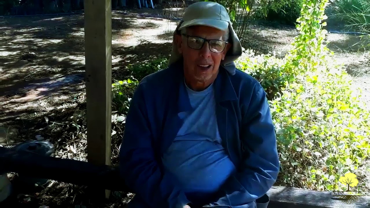 Baruzeiro: Conheça essa potente árvore do Cerrado brasileiro que produz a castanha de Baru