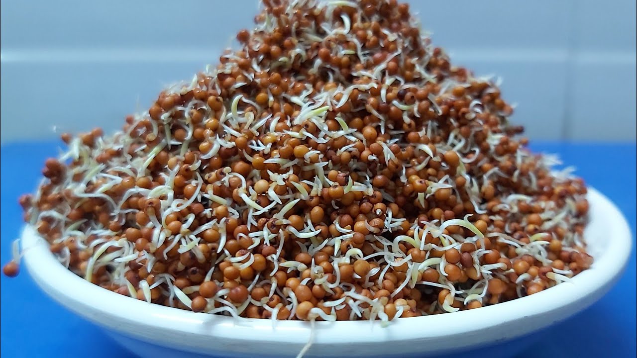 How to sprout ragi and use it/ Ragi sprout flour wightloss recipe  /How to germinate millets