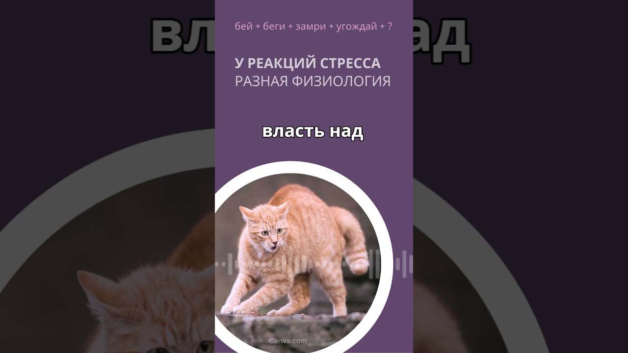 Физиология разных реакций стресса