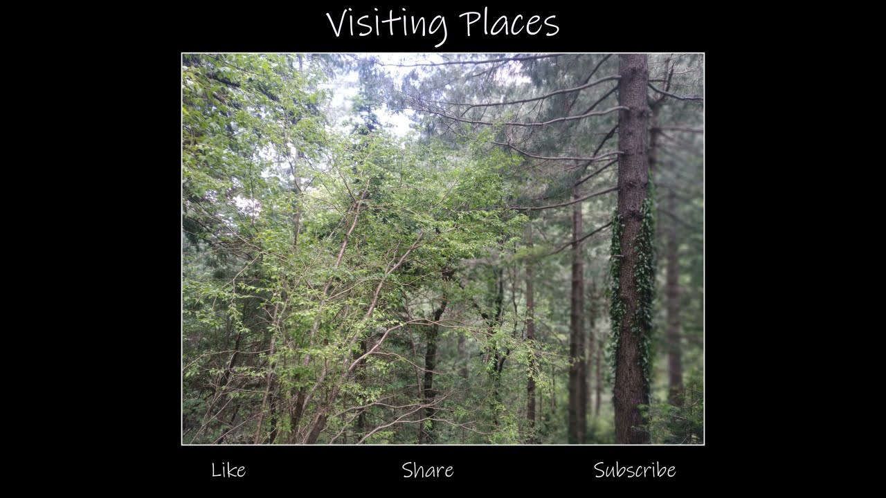 Birds chirping on Pipeline Track | Dunga Gali - Galiyaat | Galiyaat | May 2019 | Visiting Places