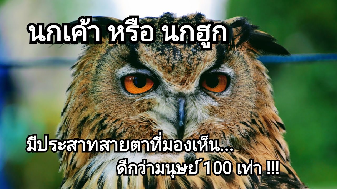 นกเค้าหรือนกฮูก มีรูปใบหน้าคล้ายแมว ดวงตาโตกว่าเหยี่ยวมากและออกหากินในเวลากลางคืน