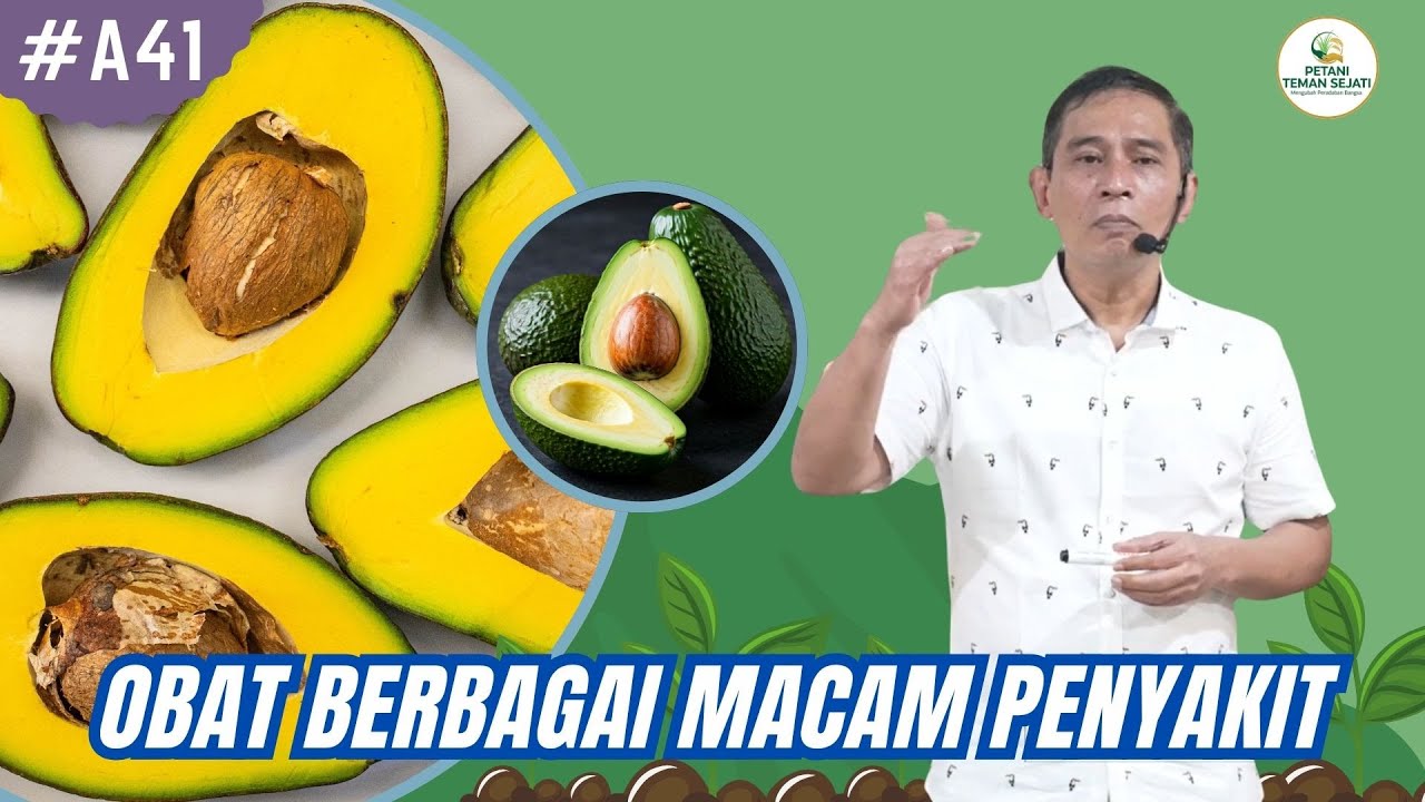 Alpukat adalah Obat Dewa Berbagai Macam Penyakit #bayudiningrat