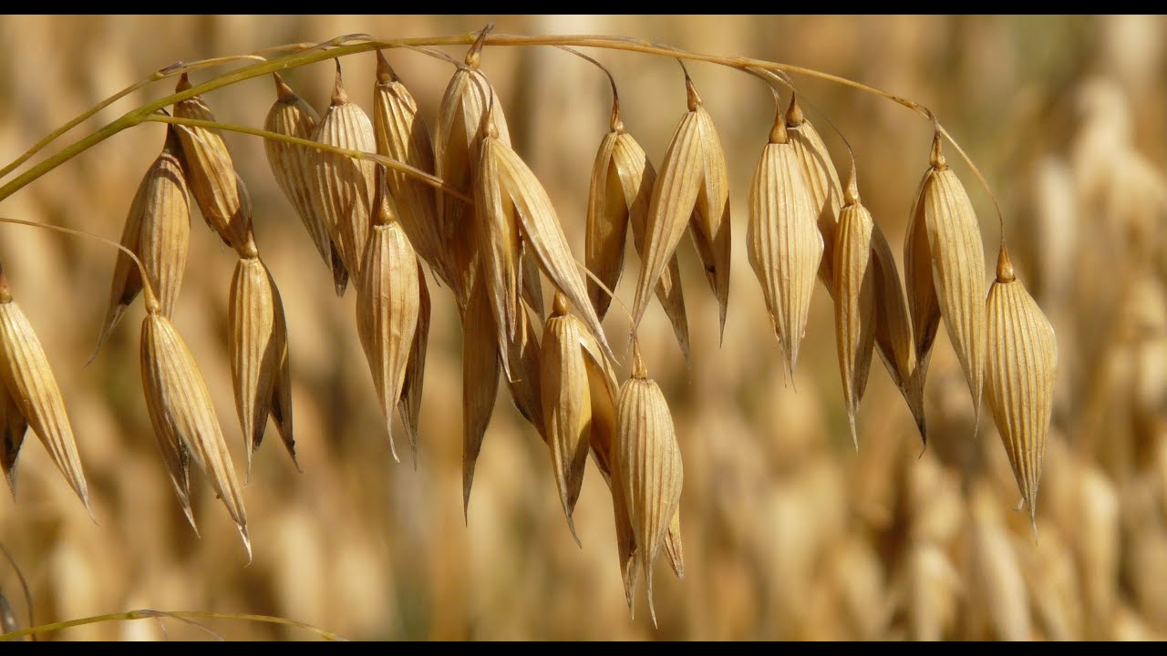 Glebe Farm - the Gluten Free Oat Experts