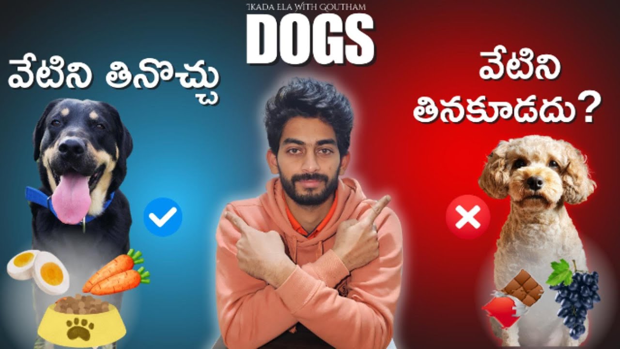 Dangerous foods for dogs | Dogs Food & Feeding Tips | Telugu Vlogs | Ikada Ela With Goutham
