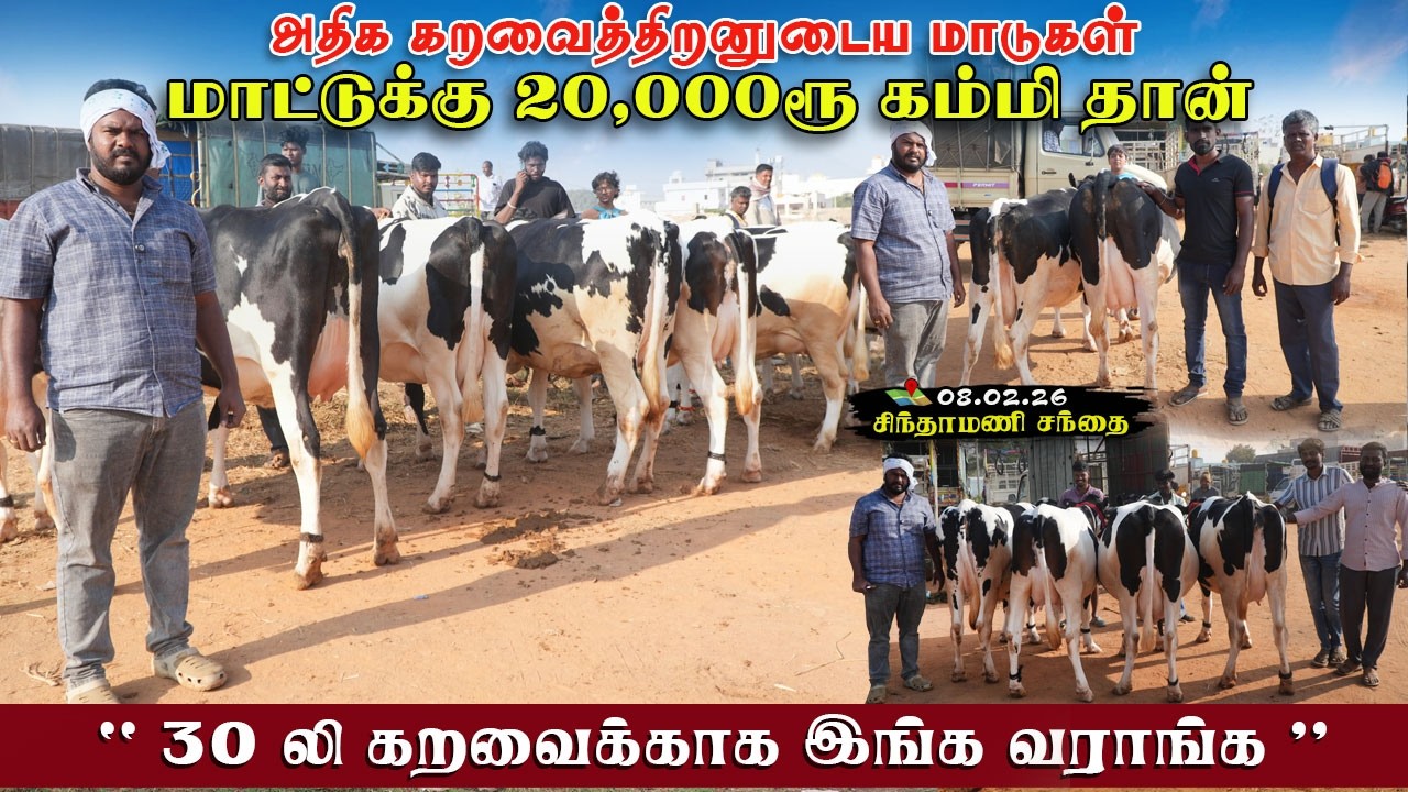 அதிக கறவைத்திறனுக்கு சிந்தாமணி வரலாம்|சிந்தாமணி சந்தை