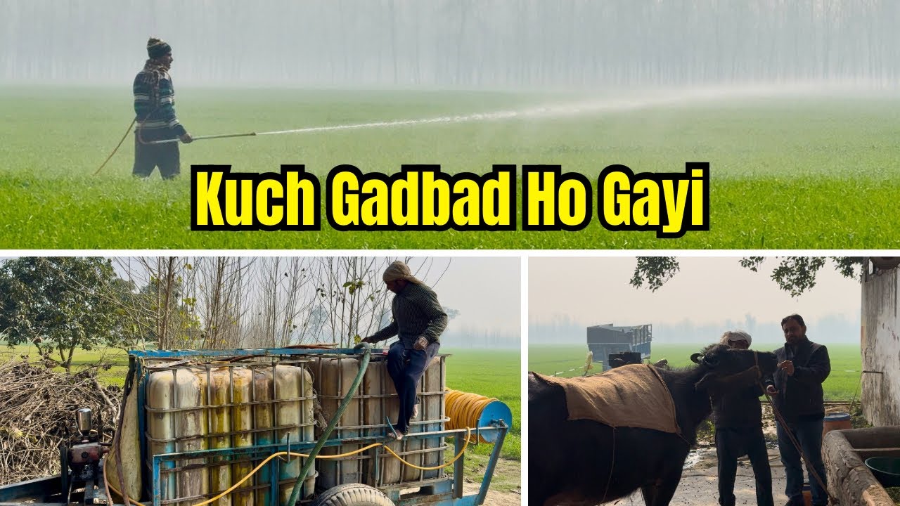 Gehu Mein Spray Ke Beech Bhains Bimar Ho Gayi 😟 | Tanker Spray Full Process | Village Farming Vlog