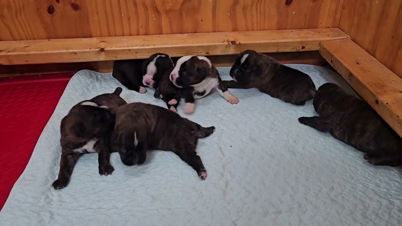 Dutchess x Nash 3 males 3 females