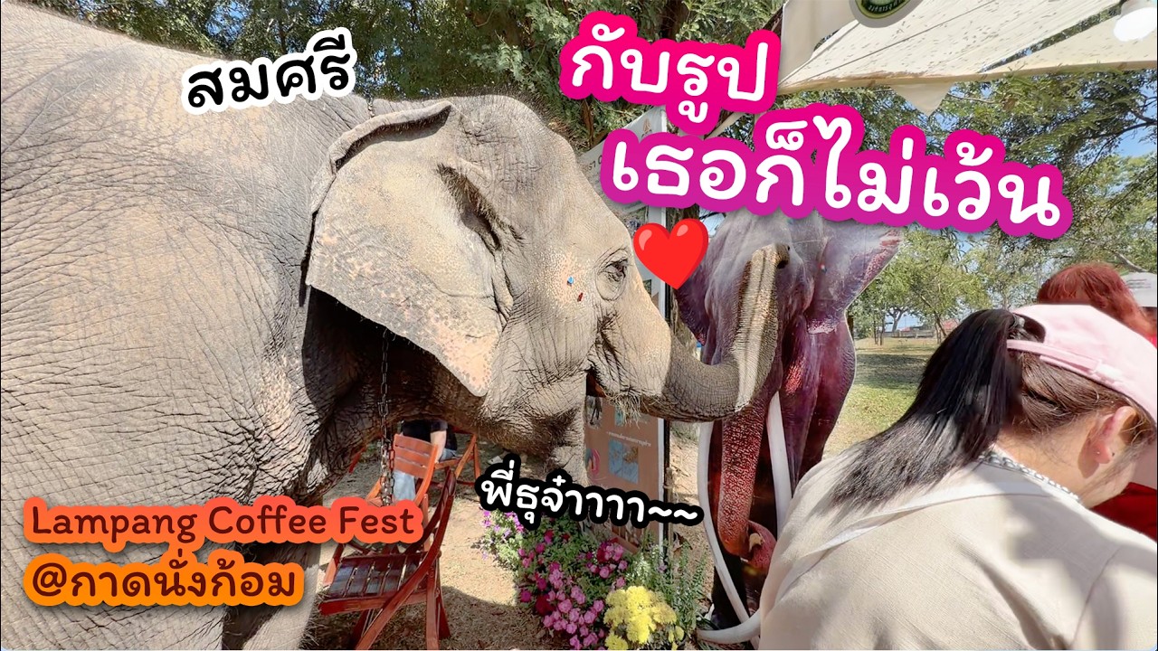 Special LIVE สมศรี มาลี ตะลุยกาดนั่งก้อม ในงาน Lampang Coffee Fest  14 ก.พ. 2569