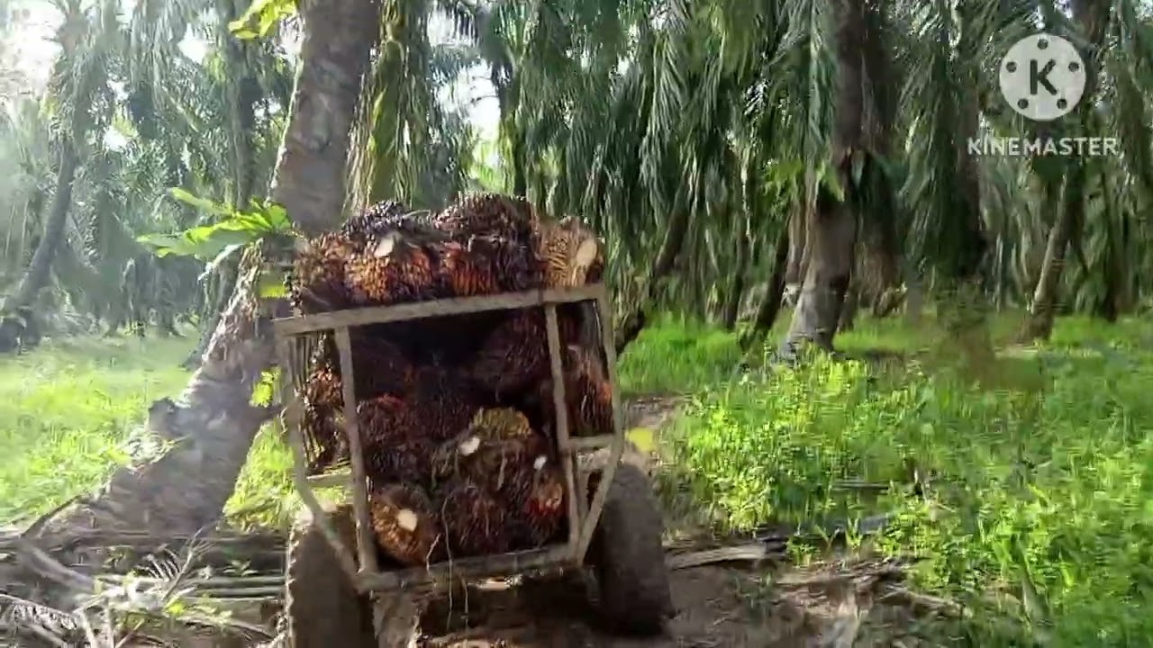 Assalamualaikum hari ini kami memancing lagi mendapatkan paling aneh
