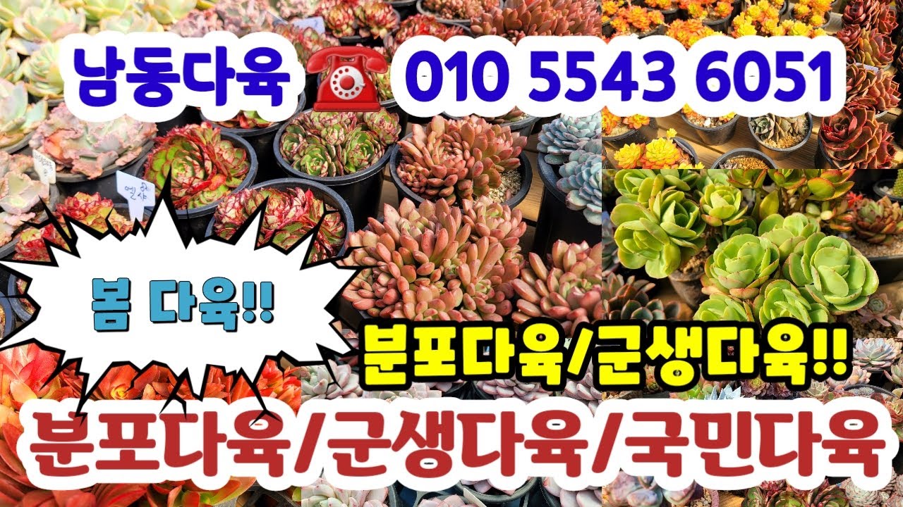 남동다육☎️010 5543 6051 💗봄다육특가/분포특가/국민/창#다육화분#초보다육