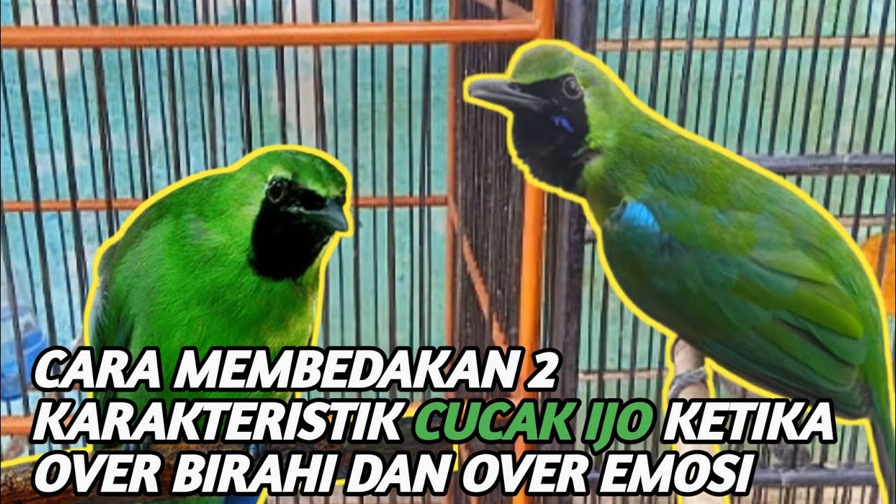 perbedaan cucak ijo oper birahi dengan oper emosi...!
