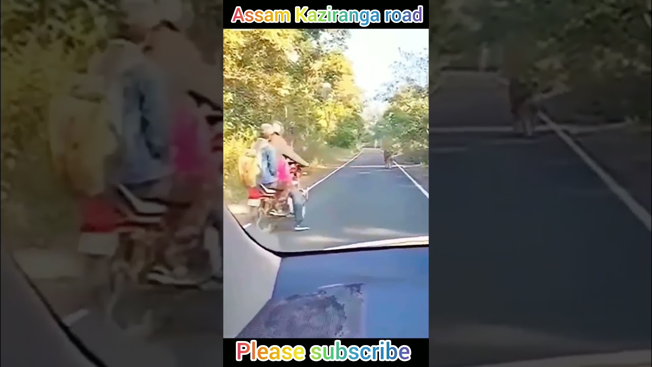 Assam Kaziranga road🛣️| Live Tiger 🐅| Real shorts| #danger #animal #shorts