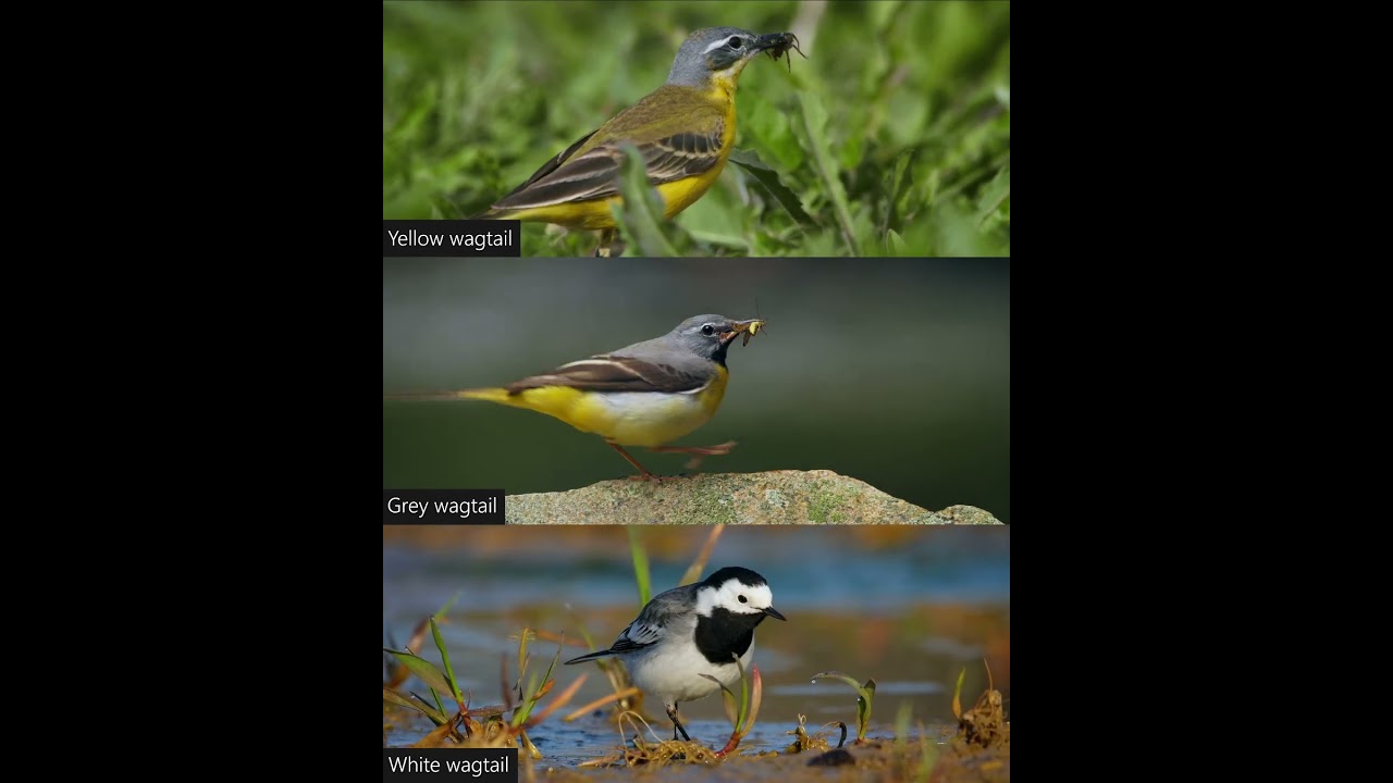 Can you recognize all of these wagtails? 
