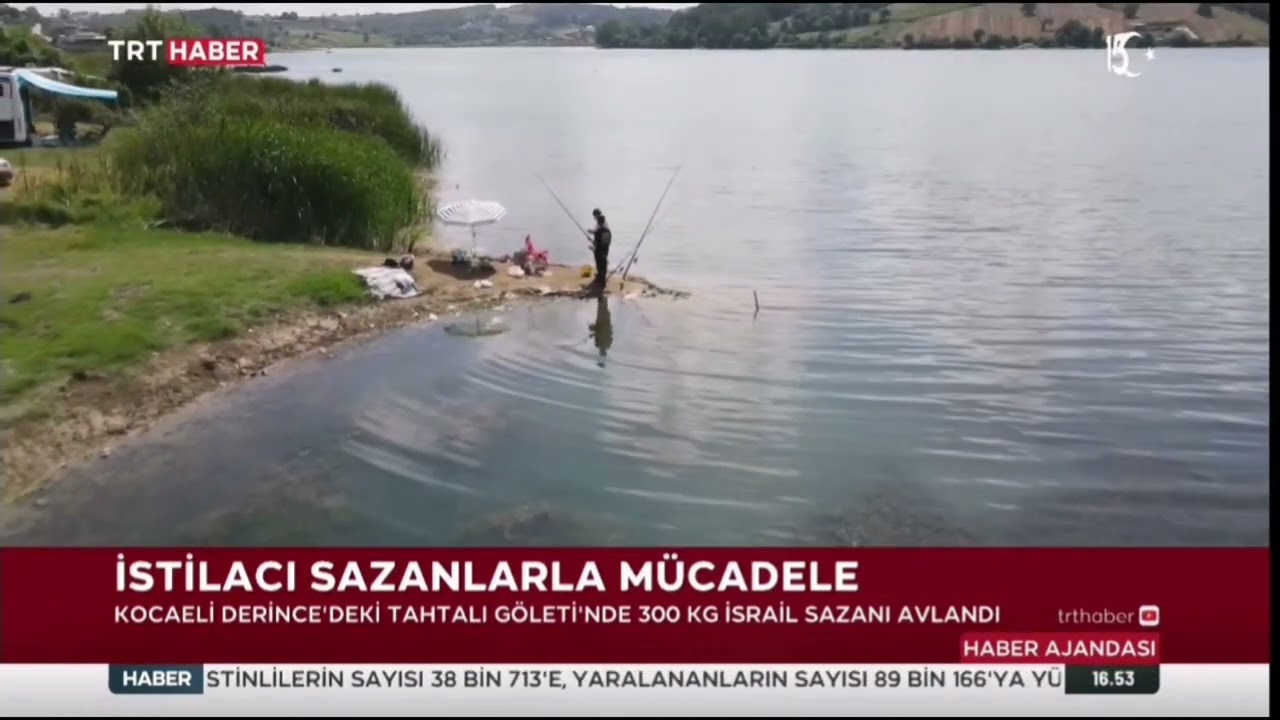 Kocaeli Derince Tahtalı Göleti'nde zararlı balık türleri yerine anaç sazan bırakıldı