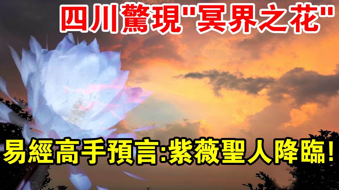 四川發現冥界之花，易經高手預言紫薇聖人降臨，準確到了出生日期？究竟是真是假？