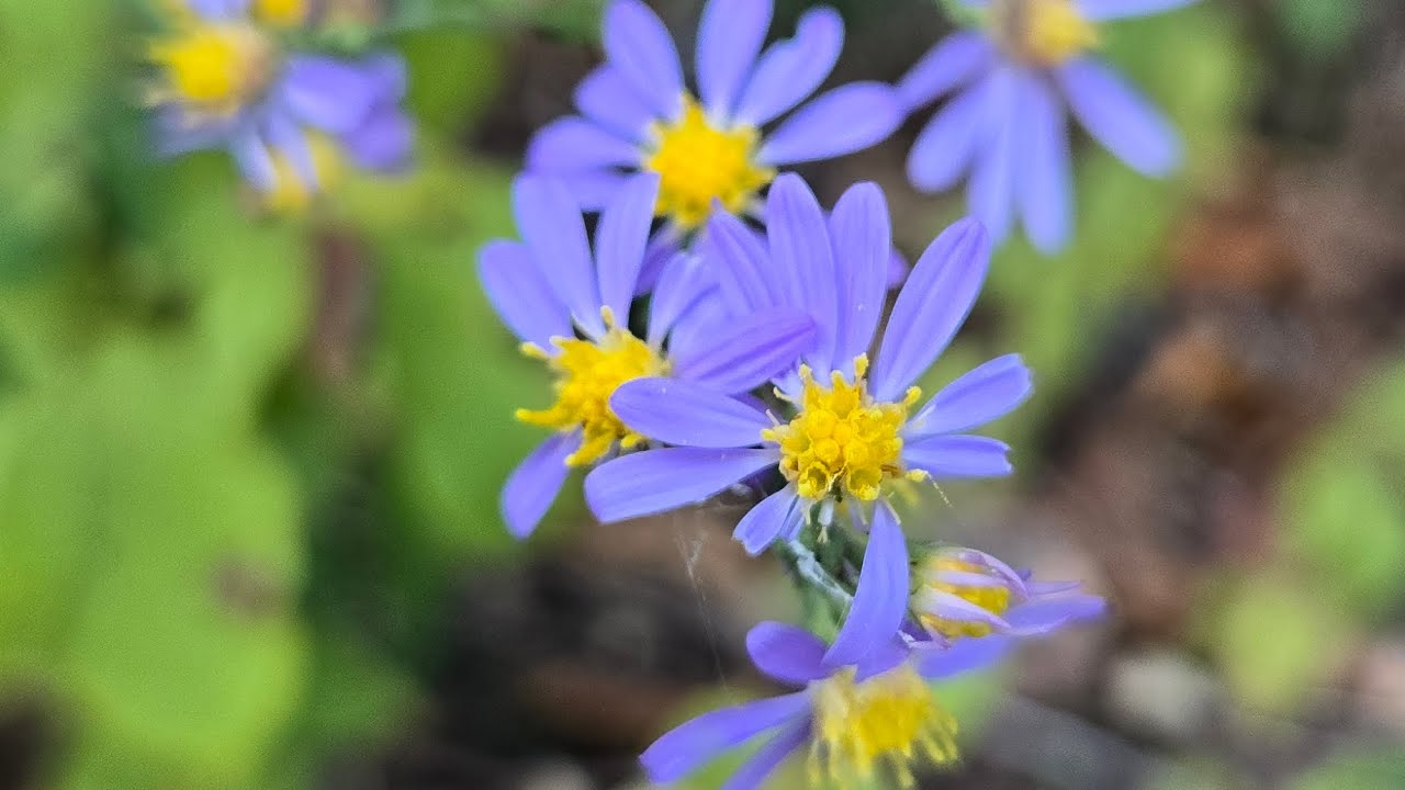 Aster of None Life Path Tarot Reading: A Worthwhile Journey