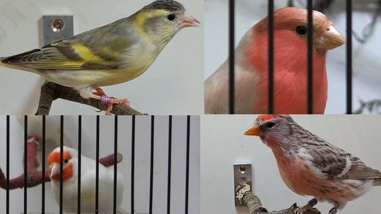 ICC-Schau Mutationen Birkenzeisig Erlenzeisig Dompfaff Stieglitz Kapuzenzeisig. #Cardueliden #birds