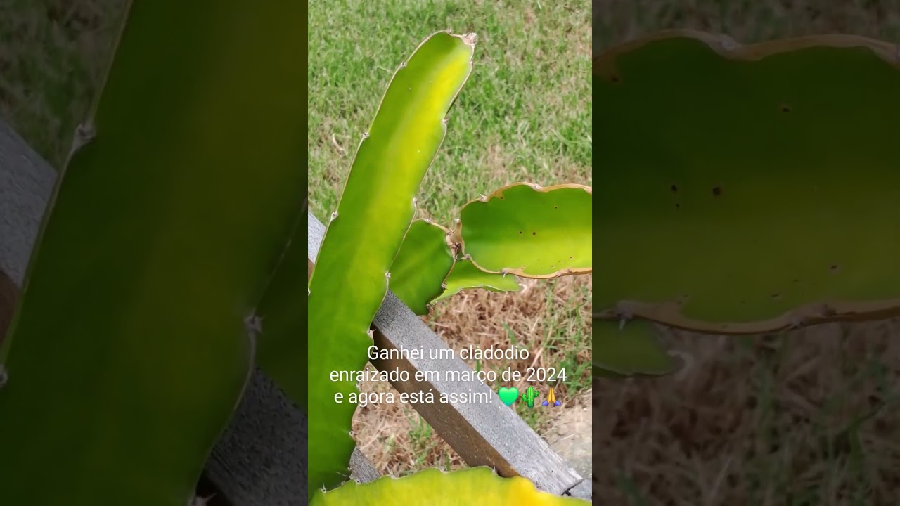 Meu pé de pitaya e os primeiros botões florais 💚🌵🙏 