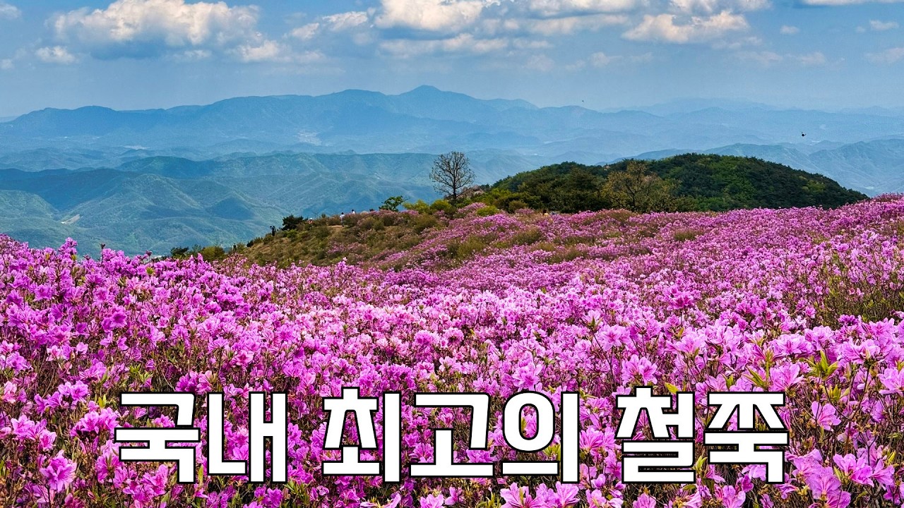 지금 당장 봐야하는 황매산 철쭉 실시간 개화현황 with 오토복스 윈드브레이커