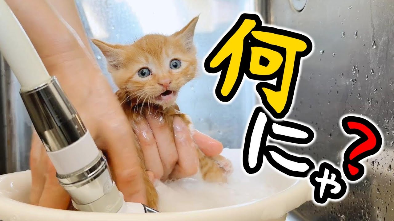 汚れていたのでシャンプーしました（2部）もこもこ子猫がかわいすぎる【保護猫生活】