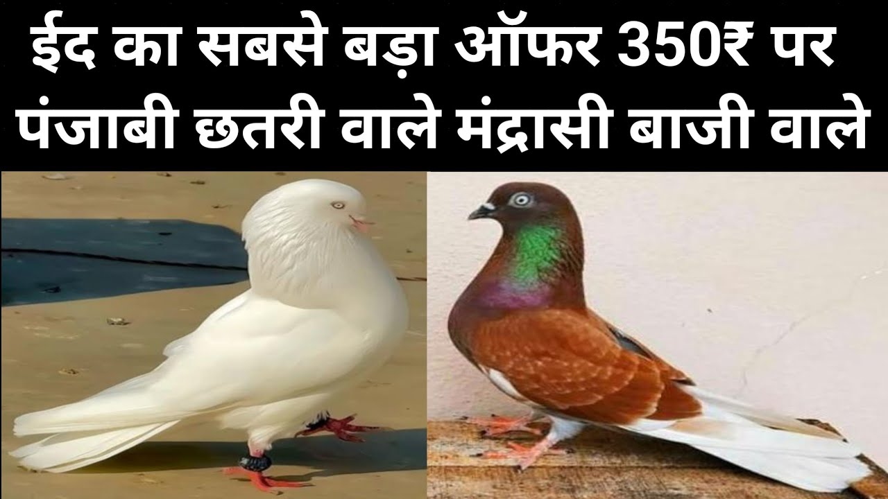 18/3/26/ ईद का सबसे बड़ा ऑफर 350₹ पर पंजाबी छतरी वाले मंद्रासी बाजी वाले देसी कलसीरे कबूतर 