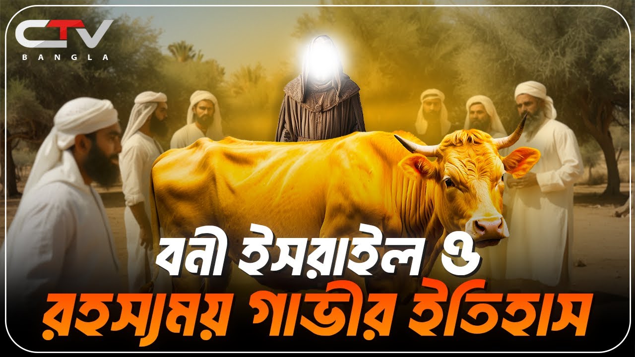 হলুদ গাভীর ঘটনা | রহস্যময় হলুদ গাভীর ঘটনা | বনি ইসরাইলের গাভীর ঘটনা | ইসলামের ইতিহাস | CTV BANGLA