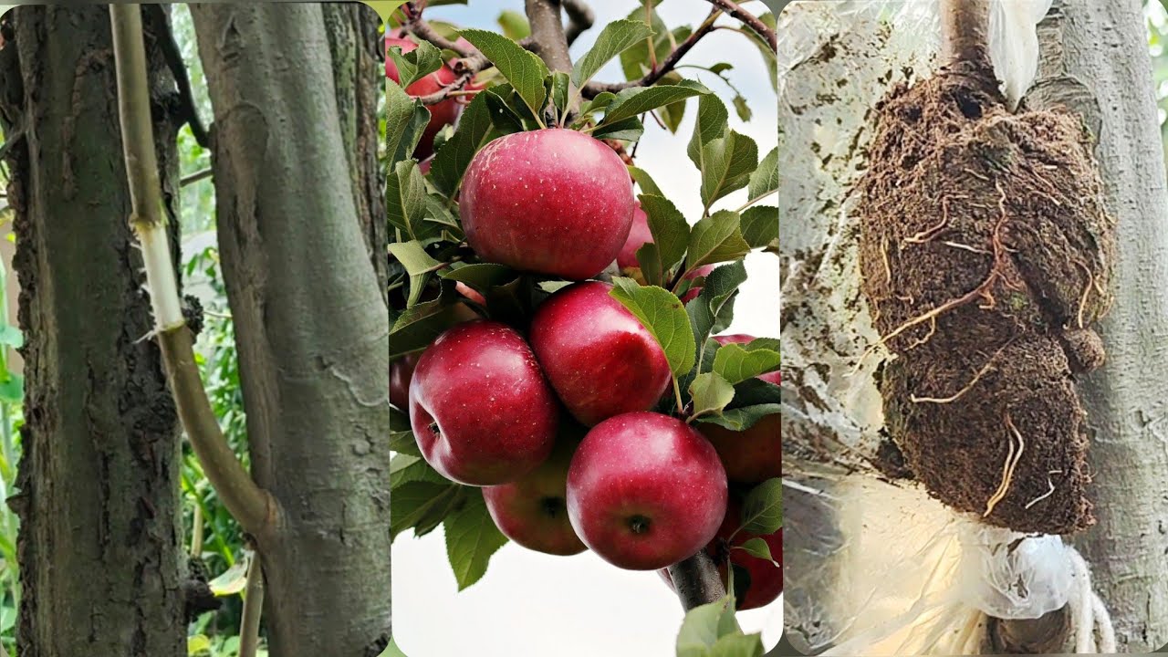 Air Layering on Apple Tree/Cloning Apple fruit Tree/देशी विधि से करे सेब मे एयर लेयरिग/Free of cost